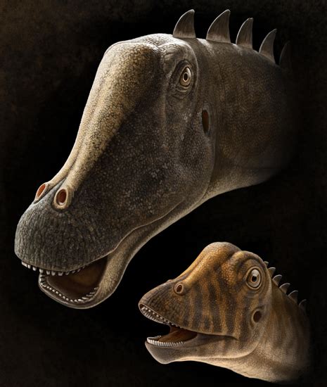 See a recent post on tumblr from @fluffysheeps about diplodocus. Baby Diplodocid Skull Could Provide Fresh Insight into the ...