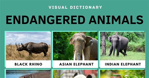 Endangered Animals Chart