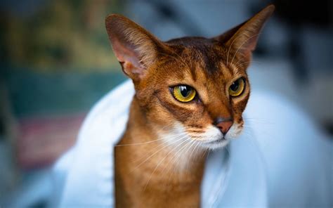 Abyssinian Breed Description Characteristics Appearance History
