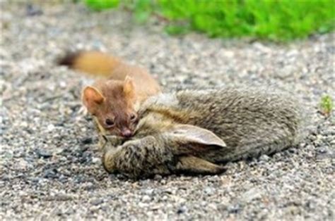 Fun Weasel Facts for Kids