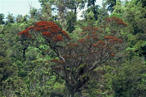 Northern Rātā Recovery Tall Broadleaf Trees Te Ara Encyclopedia Of