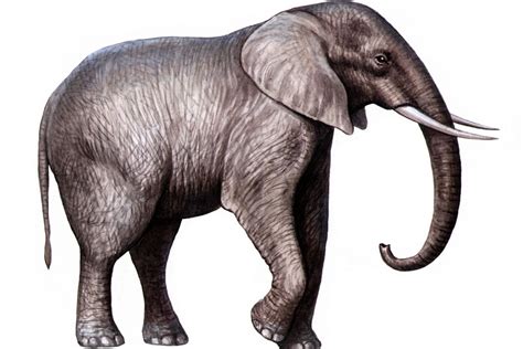 22+ Gambar Gajah Dengan Pensil