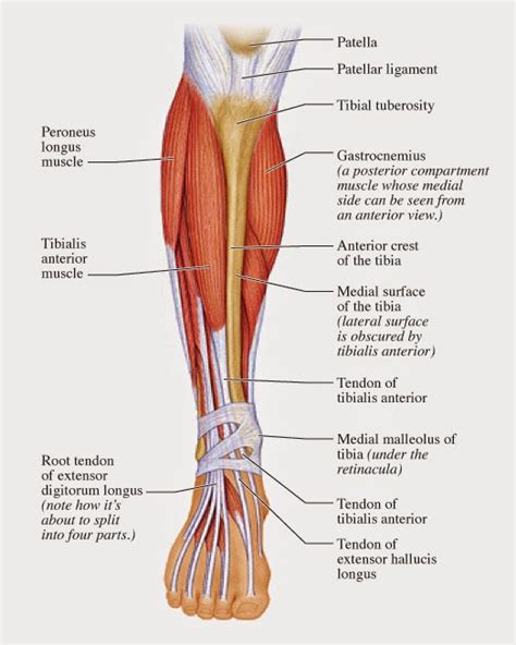 I'm an anatomy and physiology tutor. The Fish That Cannot Be Caught: Don't Trip on Your Toes ...