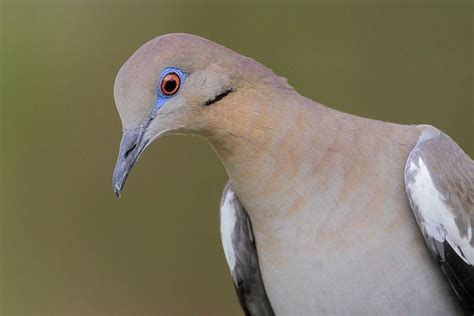 White Winged Dove Bird Gallery Houston Audubon