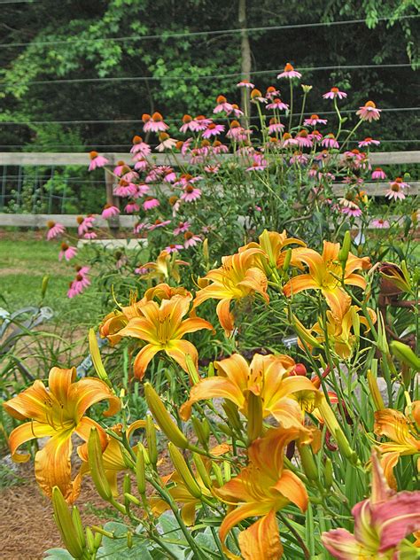 Check spelling or type a new query. Daylilies of North Carolina... H. 'A Moose Fishing On A ...