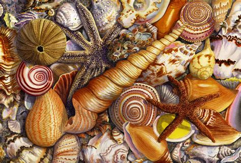 Discover genuine antique prints of seashells. Free Shells, Download Free Clip Art, Free Clip Art on ...