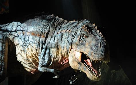 A study published in the journal nature communications suggests that dinosaurs were in decline for as many as 10 million years prior to the chicxulub, mexico asteroid. Japón. Hallan fósil de huevo de dinosaurio; el más pequeño ...