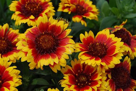 Roses, lilies, orchids, carnations, gift baskets 14 Sun-Loving Perennials Anyone Can Grow | SW Florida ...