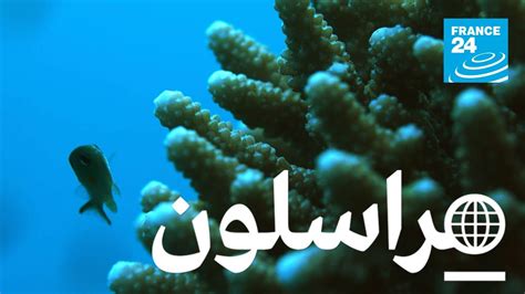 تعبير عن رحلة قمت بها مع أسرتي. لحماية المرجان في البحر الاحمر - YouTube