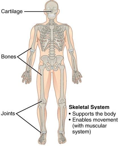 11 Organ Systems | Their Important Functions in Human Body