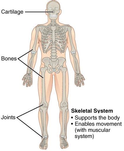 11 Organ Systems Their Important Functions In Human Body