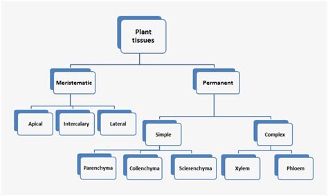 Download Image Showing Classification Of Plant Tissues Classification
