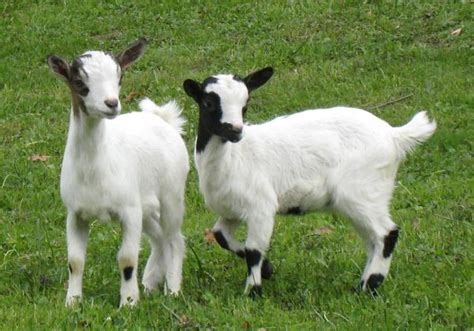 Tra questi, sono soprattutto finocchi e carote gli alimenti che conferiscono al latte un gusto gradevole al palato del bambino. Latte e latticini, nona tappa: sono alimenti "dilatativi ...