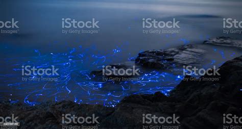 Light Trails From Bioluminescent Sea Fireflies Floating In The Ocean