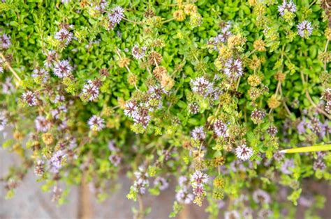 How To Grow And Care For Pennyroyal