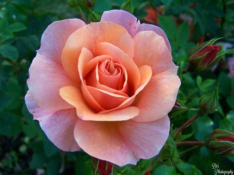 It's where your interests connect you with your people. Single Rose | Rose flower photos, Flowers photography ...