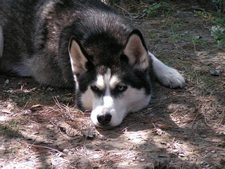 120 499 osób lubi to · 53 osoby mówią o tym. Siberian Husky, Sibirischer Husky, Arctic Husky Foto 30169 ...