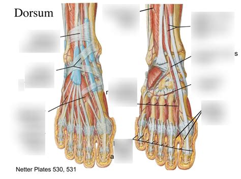 Dorsum Of The Foot Diagram Quizlet