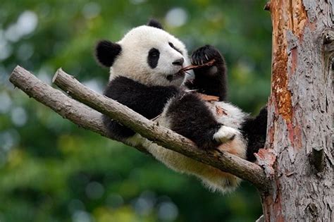 Giant Pandas Are No Longer Classified As Endangered But Are Still