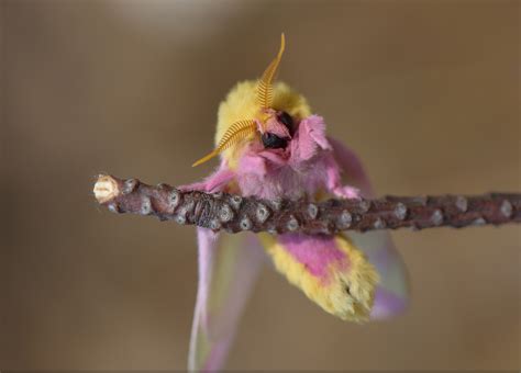 Arthur anker 2 in the gran sabana region of venezuela. VENEZUELAN POODLE MOTH photos - wallpapers (ανανεωμένο ...