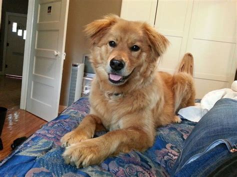 He is from a litter of 9 puppies. Bear - Golden Retriever/Chow mix | Golden retriever mix ...