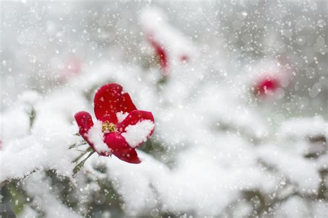 Winter Flowers In Snow