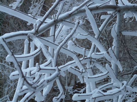 Free Images Branch Snow Cold Winter Wood White Frost Ice
