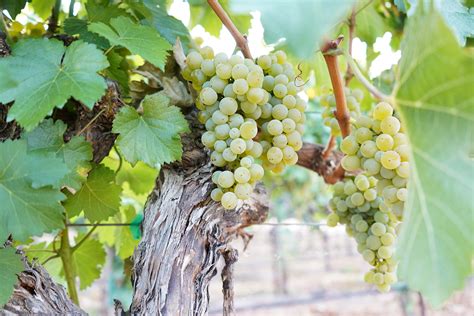 Rubino Estates Winery Blog The Eve Of Harvest
