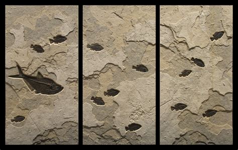 Triptych Fossil Mural Available Through Filsinger Gallery