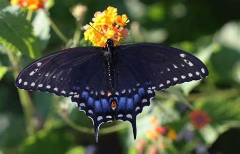 Black Butterfly Meanings What Does The Mystery Reveal