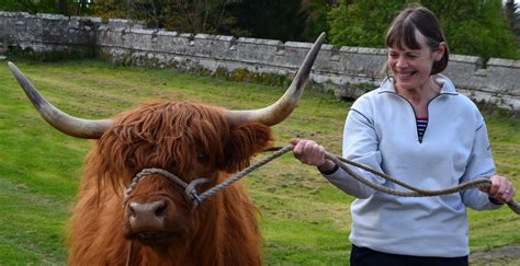 Tour Scotland Tour Scotland Video Highland Cow And Calf