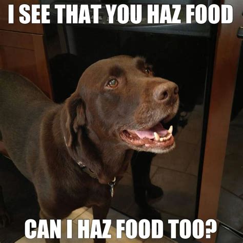 104 Best Images About Chuckie The Chocolate Lab On Pinterest