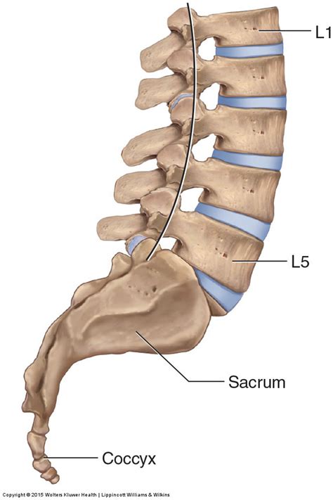 Bones Of The Lumbar Spine And Pelvis