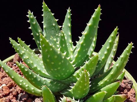 The clear thick gel obtained from aloe leaves is used for wound healing, to treat burns, psoriasis, frostbite, ulcerative. 20 Different Types of Aloe Plants en 2020 | Aloes, Succulentes