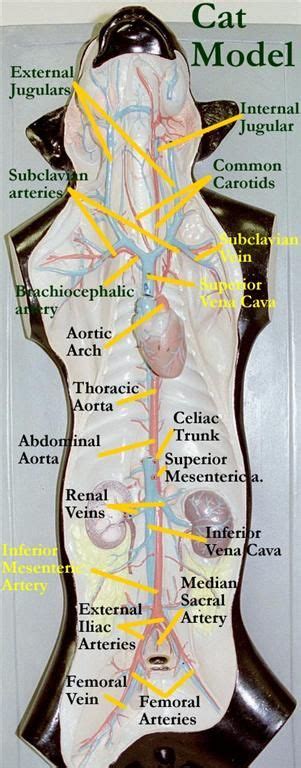 , the first branch of the abdominal aorta that has three branches fetal circulation. Nice visual of veins and arteries. Almost practical time!! | Vet tech school, Vet medicine, Vet ...