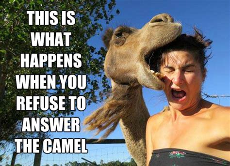 All camels love hump day, and so do most american workers. Thread Bombing - Page 4 - Forums at Psych Central