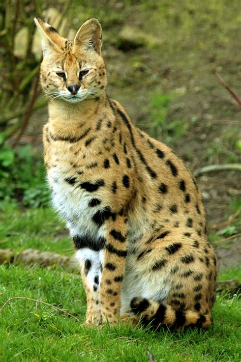 The serval is distributed over 34 african nations. Serval Foto & Bild | tiere, zoo, wildpark & falknerei ...