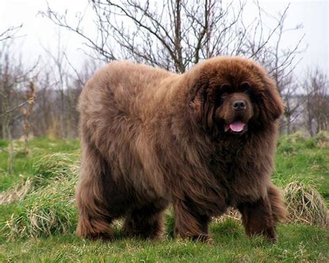 Maybe you would like to learn more about one of these? newfoundlands | Dog Photo Of The Day: Newfoundland Or Bear ...