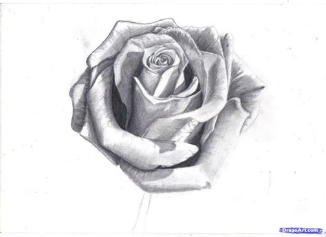 70 Best Rose Reference Images On Pinterest Rose Drawings Rose