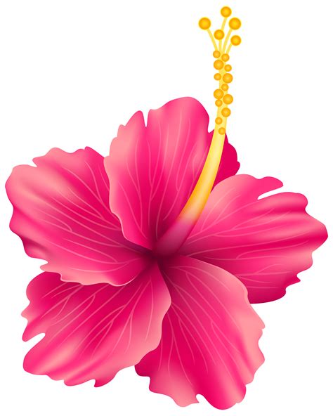 Hawaii clipart pink hibiscus flower, Hawaii pink hibiscus flower ...