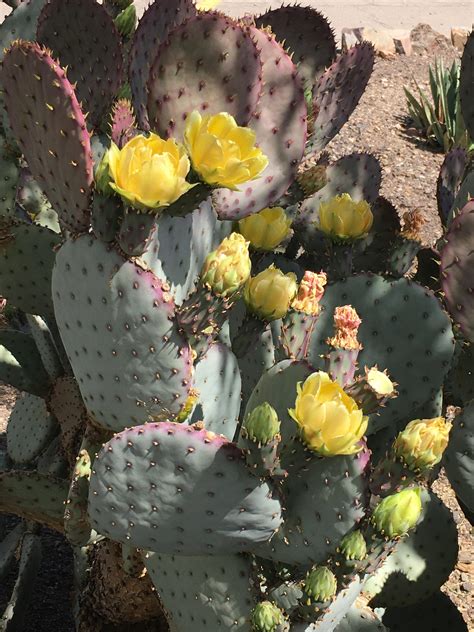Beautiful Cactus Flowers I Saw Today Rgardening