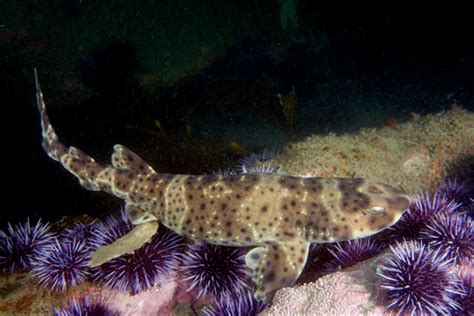 April Elasmobranch Of The Month Swell Shark