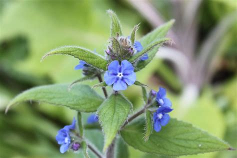 Blue Flower Weed Seren Du Flickr