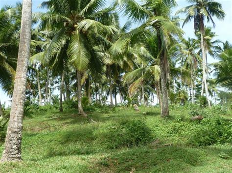 Eleven Acre Coconut Plantation Mirissa Lanka Real Estate