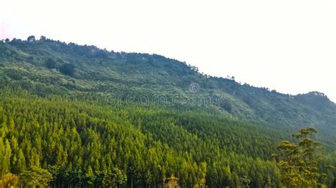 Green Scenery Stock Image Image Of View Scenery Mountainside 94926065