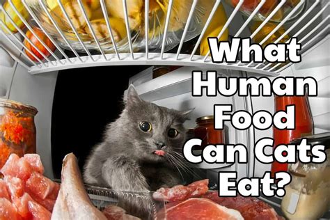 Make sure the bacon is fresh, raw not cured, and keep surfaces and even though cats can eat raw meat, it doesn't mean they should, and is not without its risks. A Feline-Friendly Guide To "People Foods": What Human Food ...