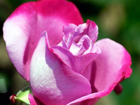 Pink And Purple Rose Wallpapers Keywords Here