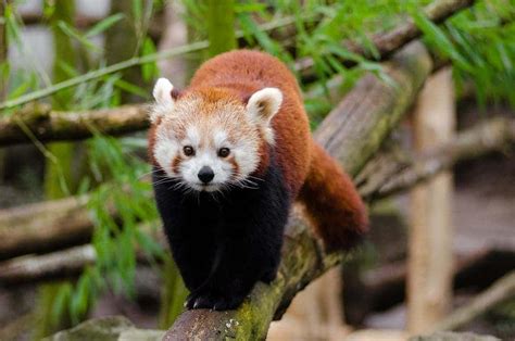 Curious Facts About Red Pandas