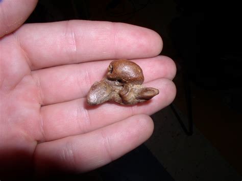 These are the malleus, or hammer, the incus, or anvil, and the stapes, or stirrup. Whale/porpoise Inner Ear Bone? - Fossil ID - The Fossil Forum