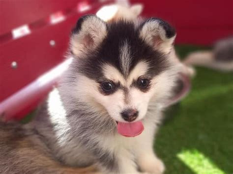 Pomsky For Ever Élevage De Pomsky à Labalme